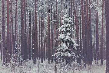 Image showing Lonely spruce in winter forrest
