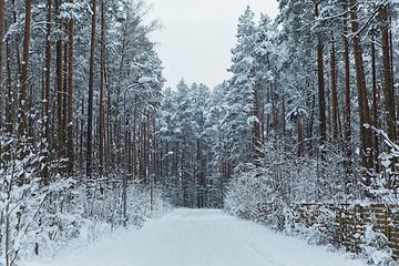 Image showing Road in winter snow forest