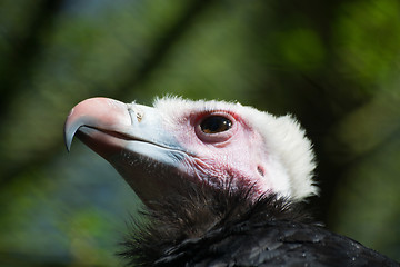 Image showing White-Headed Vulture (Trigonoceps occipitalis)