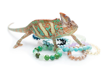 Image showing Beautiful chameleon with natural stone bracelets