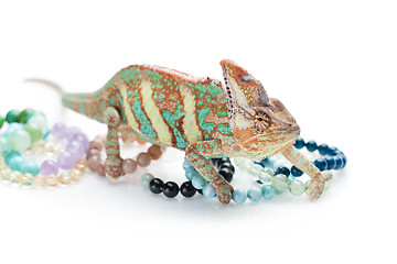 Image showing Beautiful chameleon with natural stone bracelets