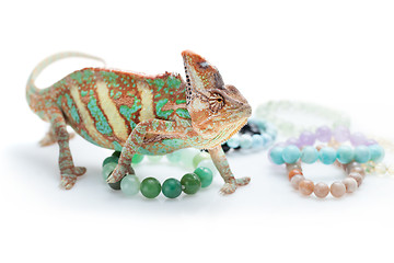 Image showing Beautiful chameleon with natural stone bracelets