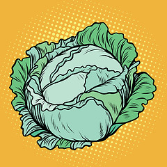 Image showing Cabbage, healthy vegetarian food, farm product