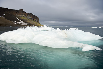 Image showing Seagulls on the iceberg