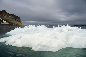 Image showing Seagulls on the iceberg