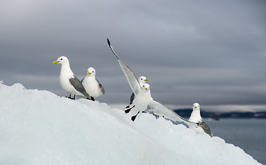 Image showing Seagulls on the iceberg