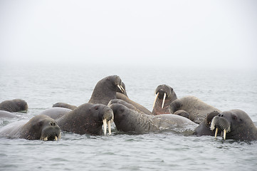 Image showing Walruses in the water