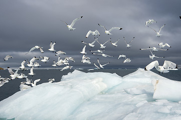 Image showing Seagulls on the iceberg