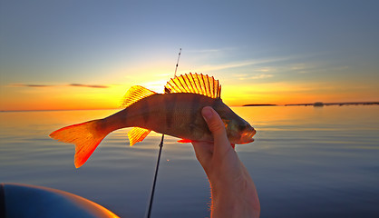 Image showing summer catching fishing of a perch in the evening