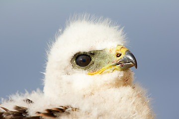 Image showing Rough-legged Buzzard chick. Novaya Zemlya Archipelago. Arctic