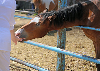 Image showing Woman hand feeding brown horse in the stable.