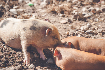 Image showing Brown piglets at a farm