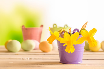 Image showing Daffodils in a purple flowerpot