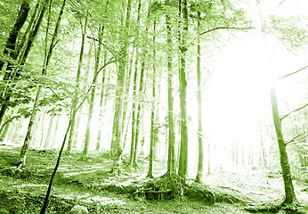 Image showing Green forest