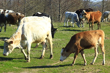 Image showing cows on the pasture