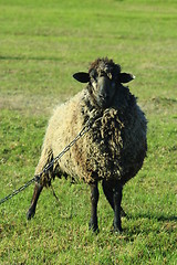 Image showing sheep grazing on the grass