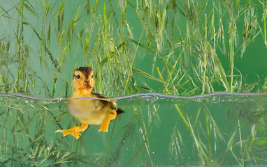 Image showing Little baby of duck swimming