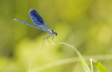 Image showing Dragonfly outdoor (coleopteres splendens)