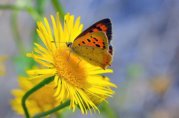 Image showing Common Blue (Polyomathus icarus) butterfly