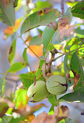 Image showing Ripe walnuts in the open shells 