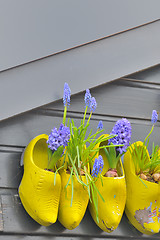 Image showing Wooden shoes Klomp like flowerpots with flowers