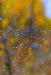 Image showing Autumn spiderweb closeup