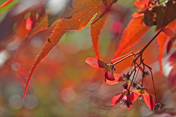 Image showing Japanese Maple (Acer palmatum Atropurpureum)