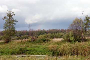 Image showing Summer landscape