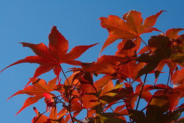 Image showing Japanese Maple (Acer palmatum Atropurpureum)