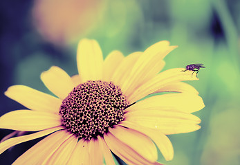 Image showing Fly on a yellow flower