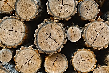 Image showing Log wood pile