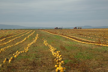 Image showing Pumpkin field view