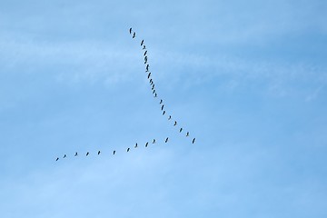 Image showing Geese Flying