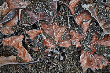 Image showing Fallen frosty leaves