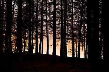 Image showing Forest Twilight Background