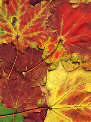 Image showing vivid autumnal colors