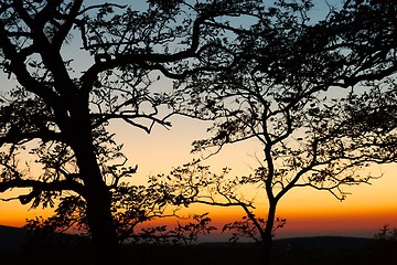 Image showing Bare trees silhouettes