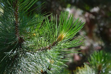 Image showing Pine Tree Detail