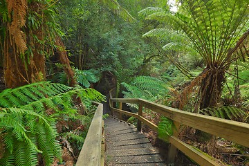 Image showing Rain forest path