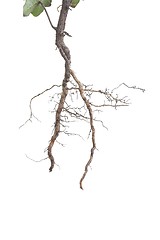 Image showing Plant roots closeup