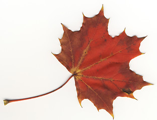 Image showing autumnal leaf