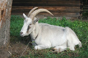 Image showing Goat