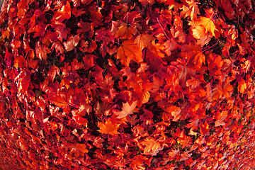 Image showing autumn color leaves 