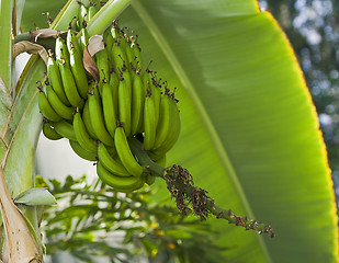 Image showing Banana tree