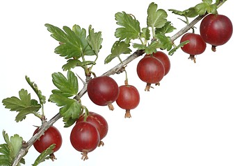 Image showing Gooseberry