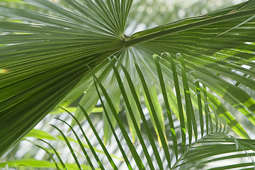 Image showing Abstract palm