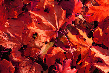 Image showing autumn color leaves 