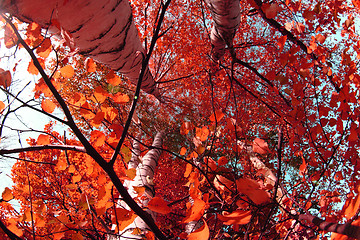 Image showing autumn tree background