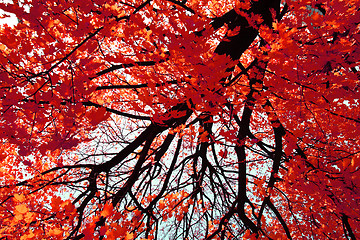 Image showing autumn color leaves 