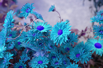 Image showing blue  flowers background